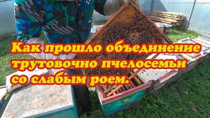 РЕЗУЛЬТАТ ОБЕДИНЕНИЯ СЕМЬИ ТРУТОВКИ С НЕБОЛЬШОЙ ПЧЕЛОСЕМЬЁЙ, БАНК МАТОК ЭКСПЕРИМЕНТ ЗАКОНЧЕН