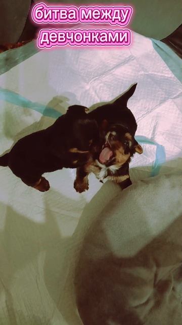 Когда понял что за жизнь нужно бороться 😀 смотреть онлайн