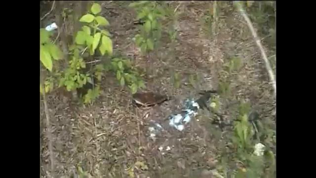 Сохраним природу вместе! смотреть онлайн