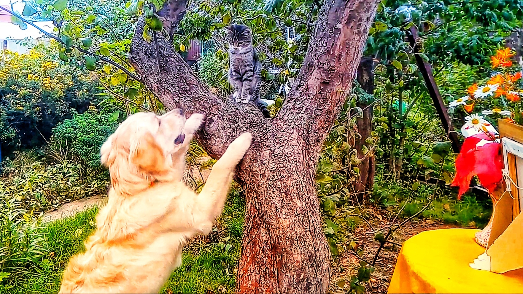 Кто сказал мяу?