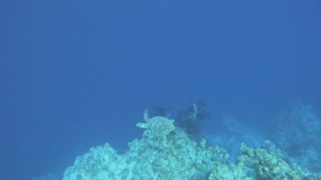 черепаха, дайвинг в Дахабе; дайвинг в Египте, Blue Hole; голубая дыра