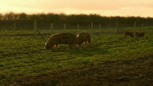 "Ферма Кларксона", 3.02 (AlexFilm)