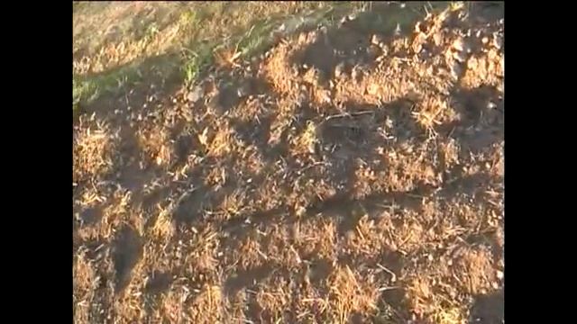 КОП 2022 КОПАЮ ЗОЛОТО НА ПОЛЕ
