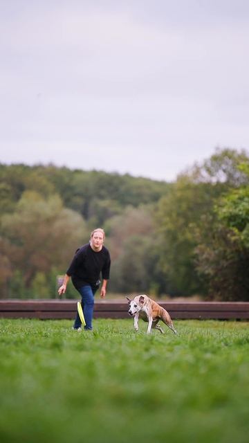 Уиппет Эвр - ловля бросков, роллов, барьер, каскады
