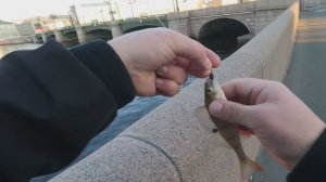 бодрые окушки напротив Авроры✅