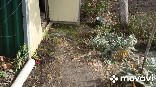 5 октября посадила чеснок.Улов щук.В огороде.Покупка на Вайлдберриз