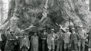 рулём дерева заизавод