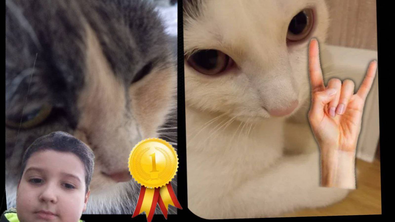 мои коты профессиональные мышеловы