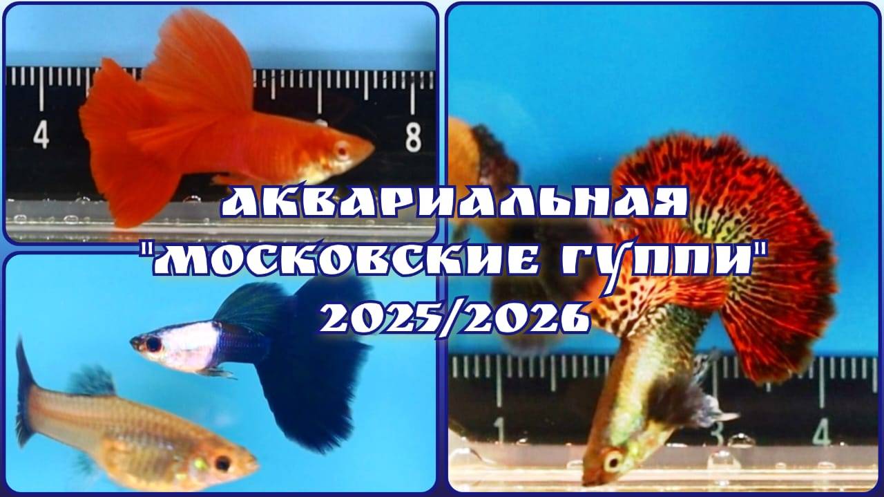 АКВАРИАЛЬНАЯ 