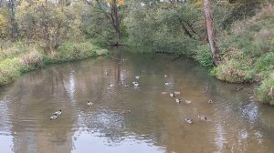 Утки плавают в пруду -погода отличная