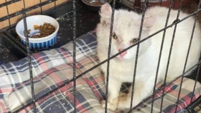 У Мартына диабет