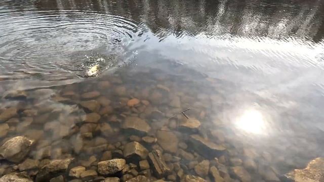 Закрыл спиннинговый сезон 2024-2025. Поймал Удачу за Хвост смотреть онлайн