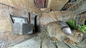 Миксоматоз у кроликов, что делать?