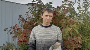 Получили луковицы тюльпанов после выгонки🌸