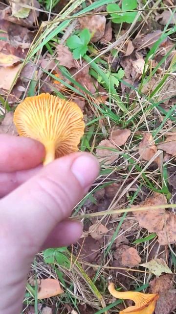 Грибы золотой осенью. 05.10.2025 смотреть онлайн