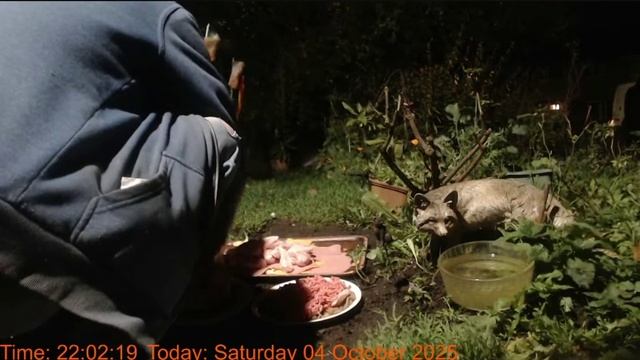 Каждый вечер идет подготовка столовки для кормления лисиц