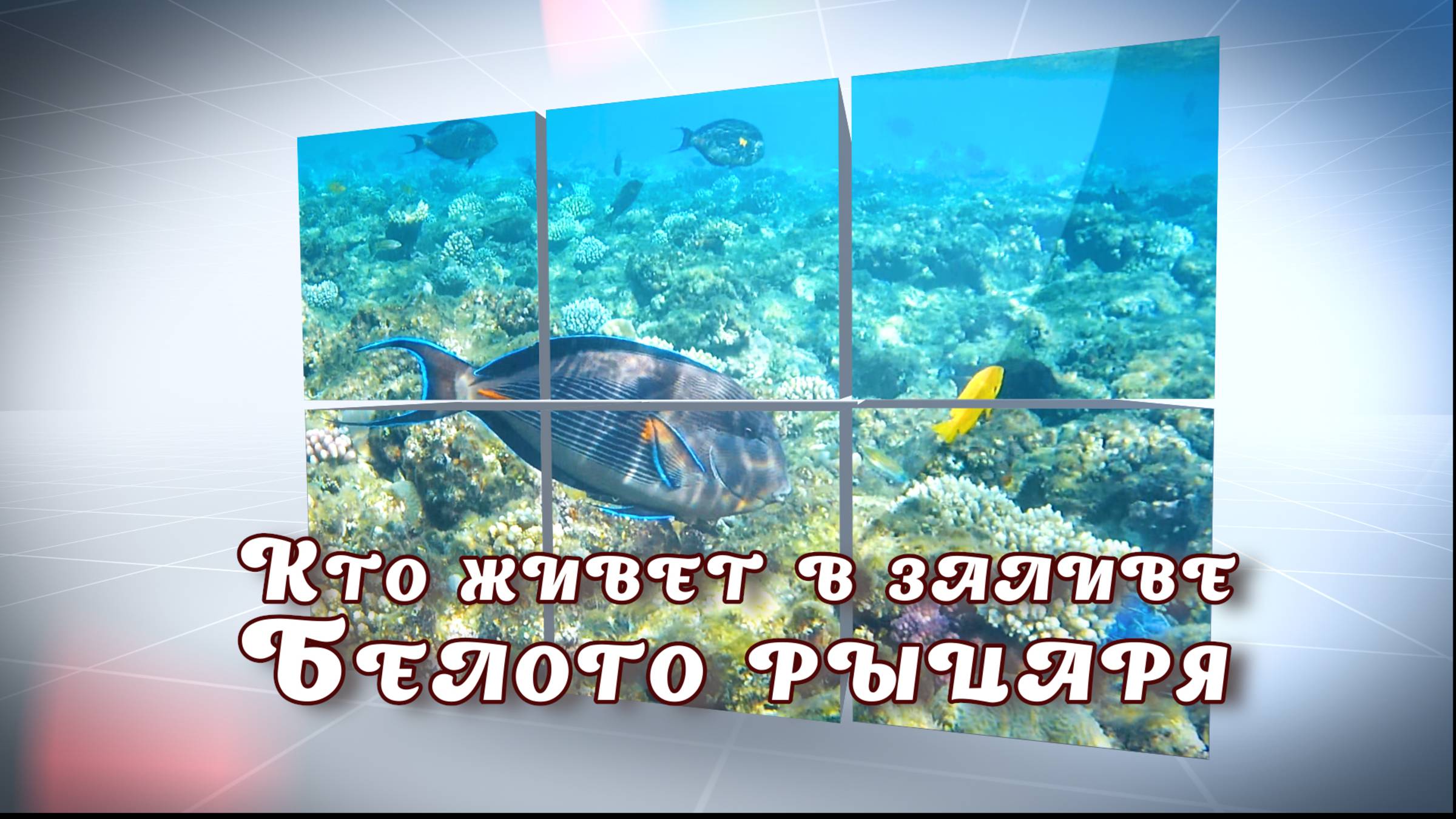 Кто живет в заливе Белого Рыцаря.