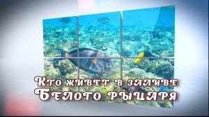 Подводный мир Красного моря. Кто живет в заливе Белого Рыцаря.