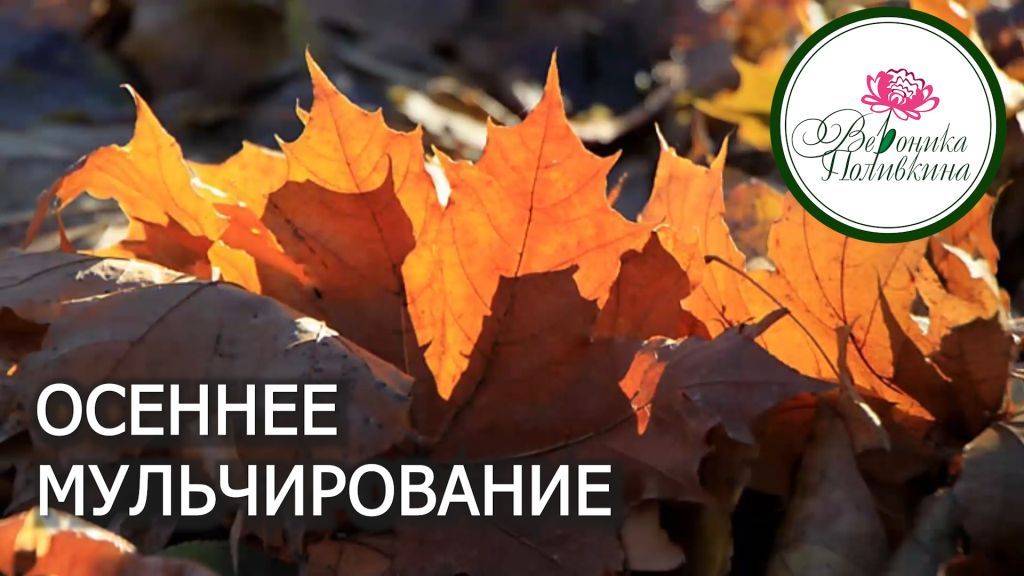Осеннее мульчирование