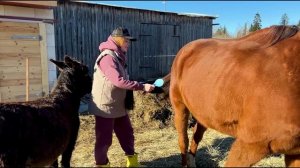 ТРУДОВЫЕ БУДНИ У ДЕРЕВЕНСКОГО ФЕРМЕРА