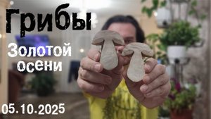 Грибы золотой осени 05.10.2025