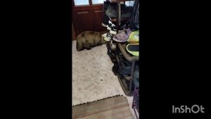 Кошка поймала мышь в доме!