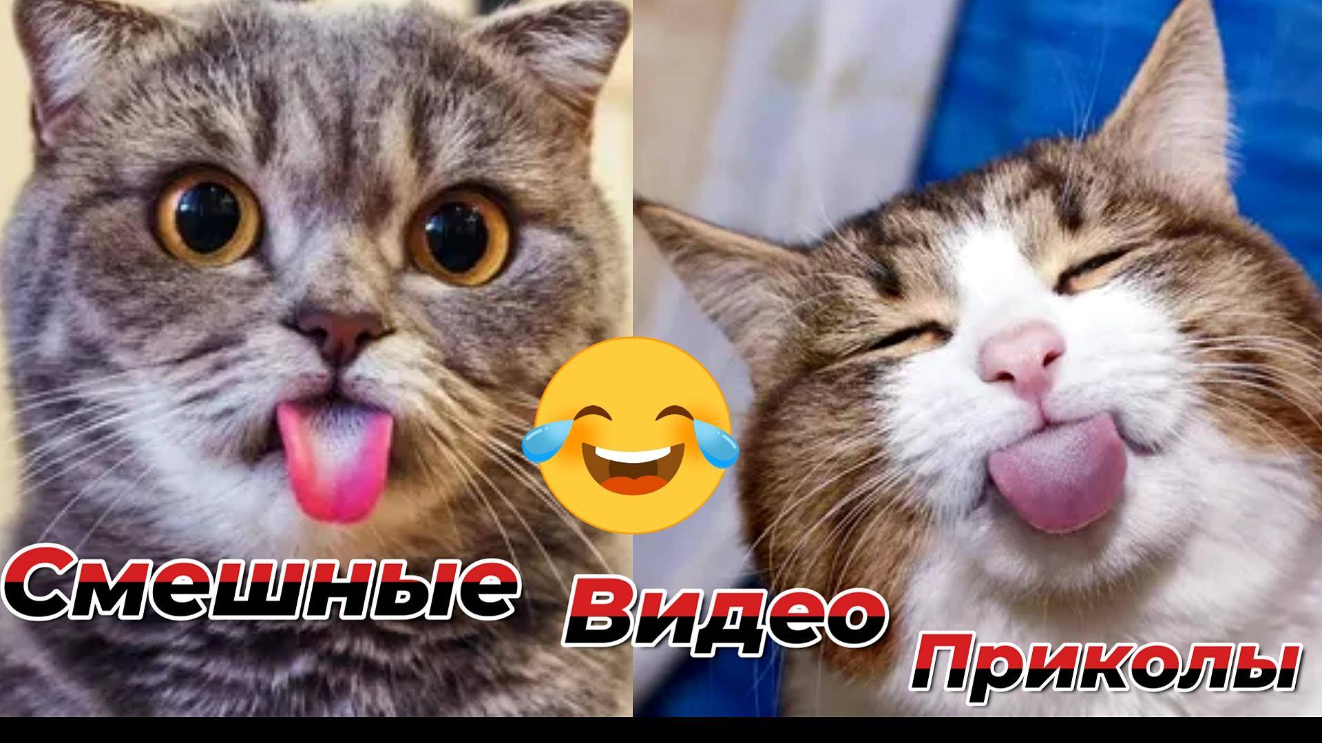 Самые смешные видео приколы|Юмор и Приколы