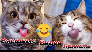 Самые смешные видео приколы|Юмор и Приколы