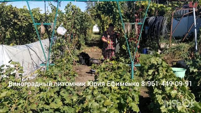 подрезная скоба для саженцев смотреть онлайн