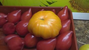 Томаты - новинки, которые в этом году у меня не очень получились.