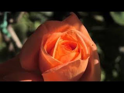 Геническ сентябрь 2020 г смотреть онлайн