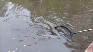 Сходы и поимки форели на спорт-зоне. Клёвое место, Лосиный остров.