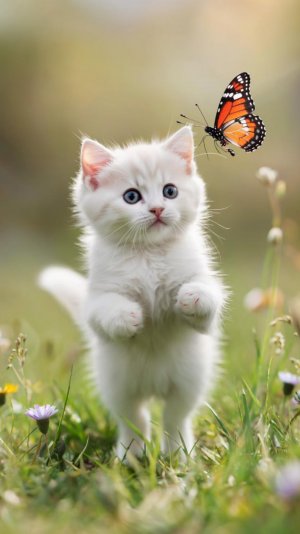 белый маленький комочек