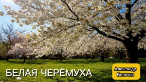 Белая черёмуха