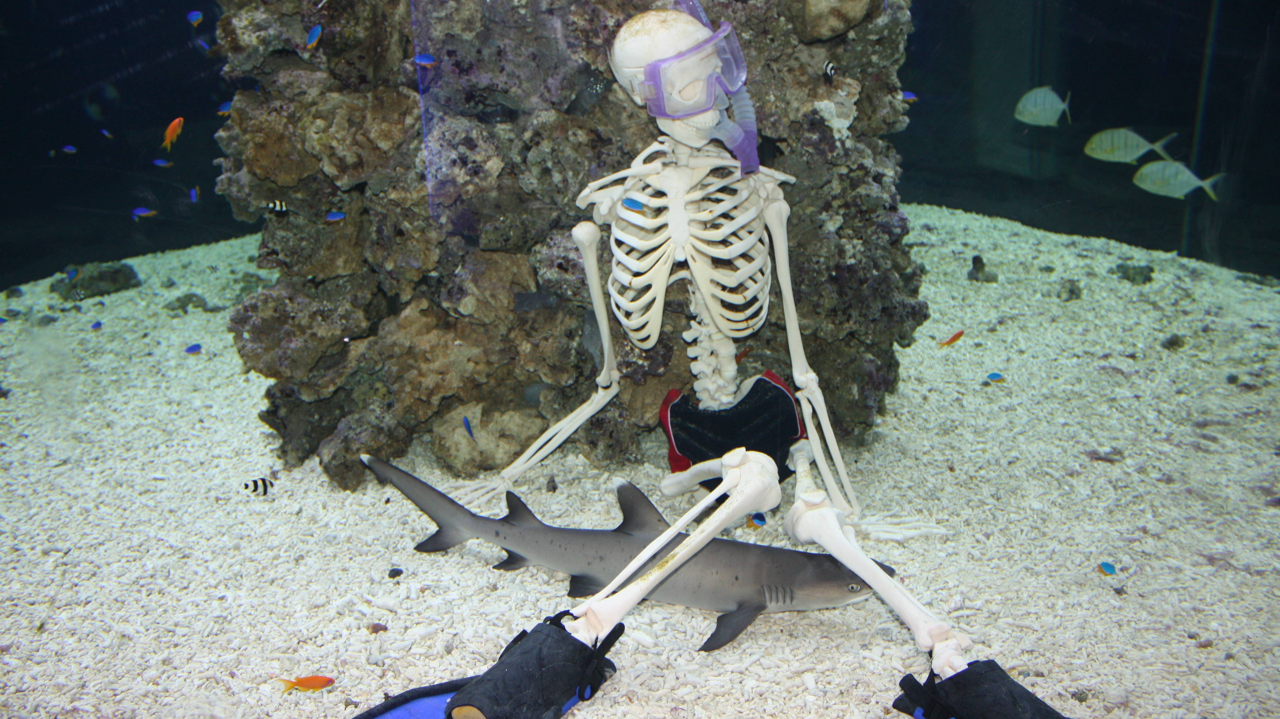 Анапа, Дельфинарий, июль 2010 смотреть онлайн