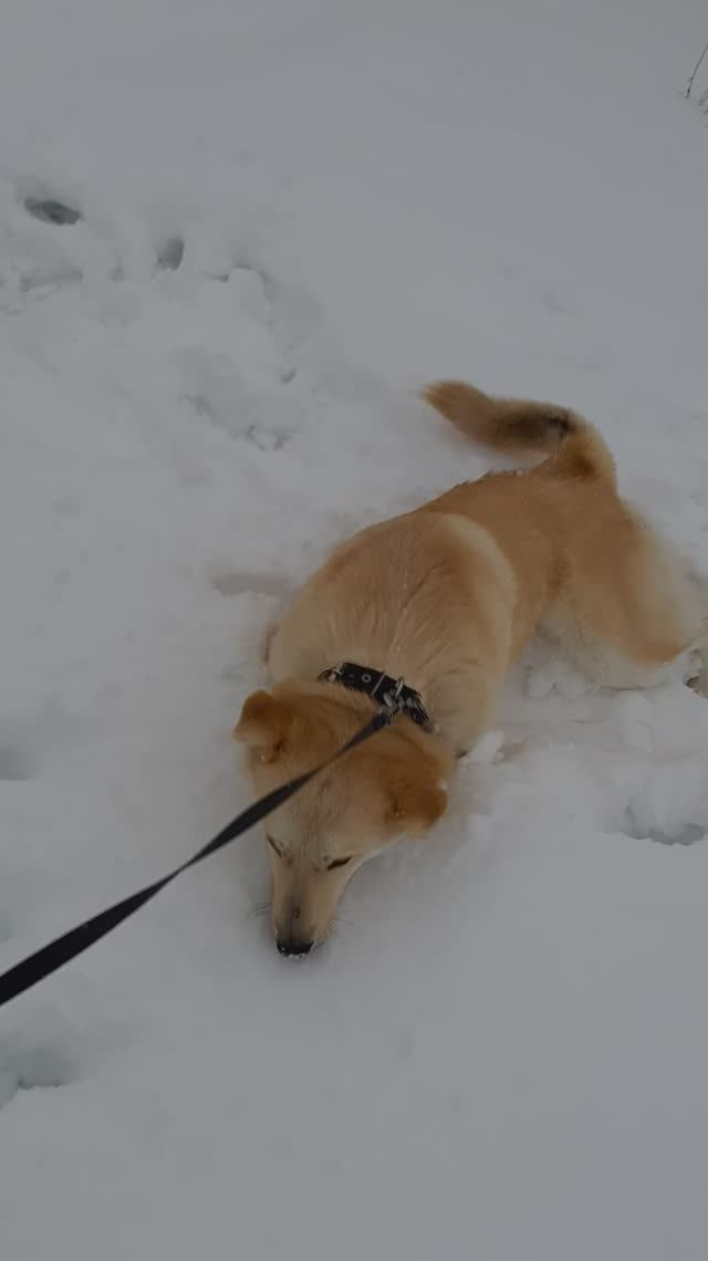 Беляш зимой смотреть онлайн