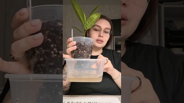 Правильный полив комнатных растений