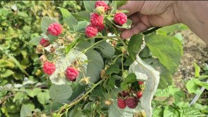 ЗАПАСАМСЯ ВИТАМИНАМИ...СОБИРАЮ УРОЖАЙ