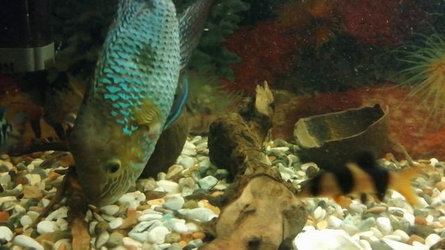 Агрессивная Акара 