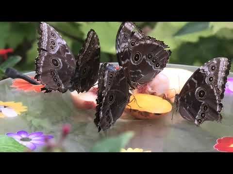 парк бабочек Иерусалим июнь 2022 год смотреть онлайн