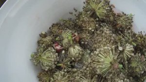 6 соток.  27 июля 2025 г.  Картошечку вырастил из глазков.