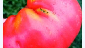 Каталог семян томатов 2026г