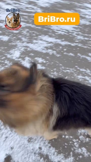 Как хочу изучить я собачий язык