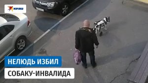 Задержан живодёр, избивший собаку-инвалида