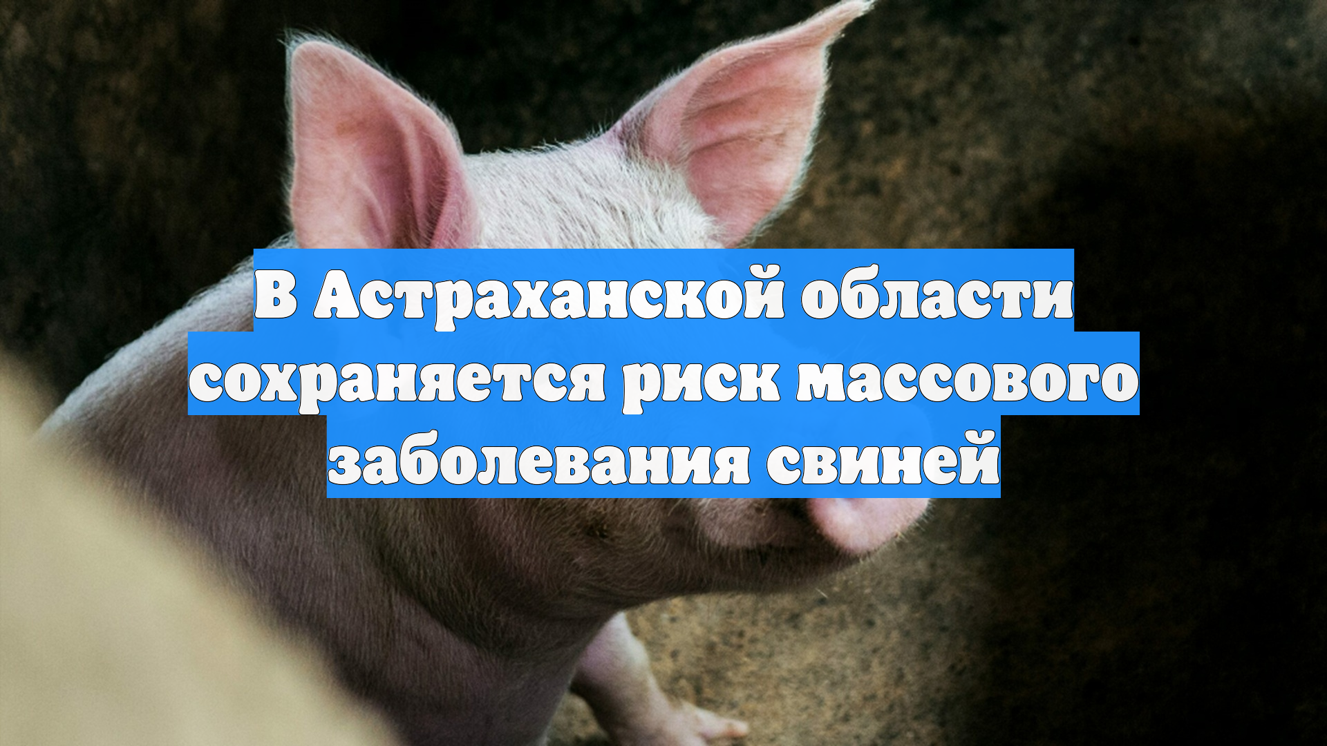 В Астраханской области сохраняется риск массового заболевания свиней