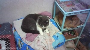 Фая и Дыма ходят 6 октября 2025 года в шесть часов вечера. 🐈⬛🐈⬛