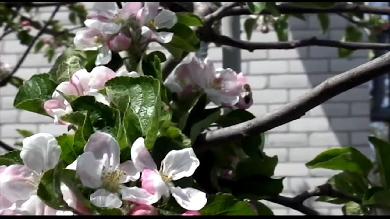 Геническ 1 мая HD 2017 год смотреть онлайн