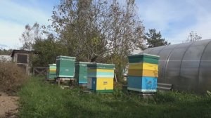 6 соток 2 октября 2025 года. 2 часть. За медом