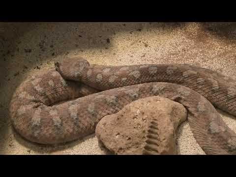 Иерусалимский библейский зоопарк смотреть онлайн