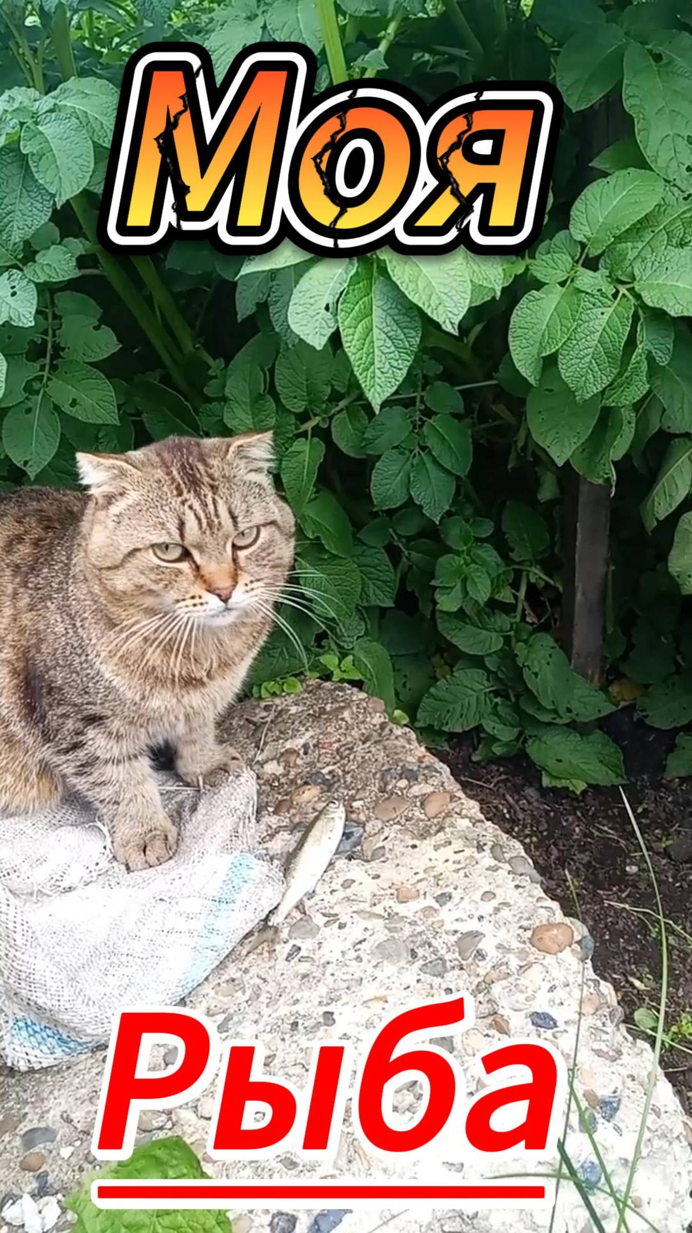 Радость деревенских хищников !